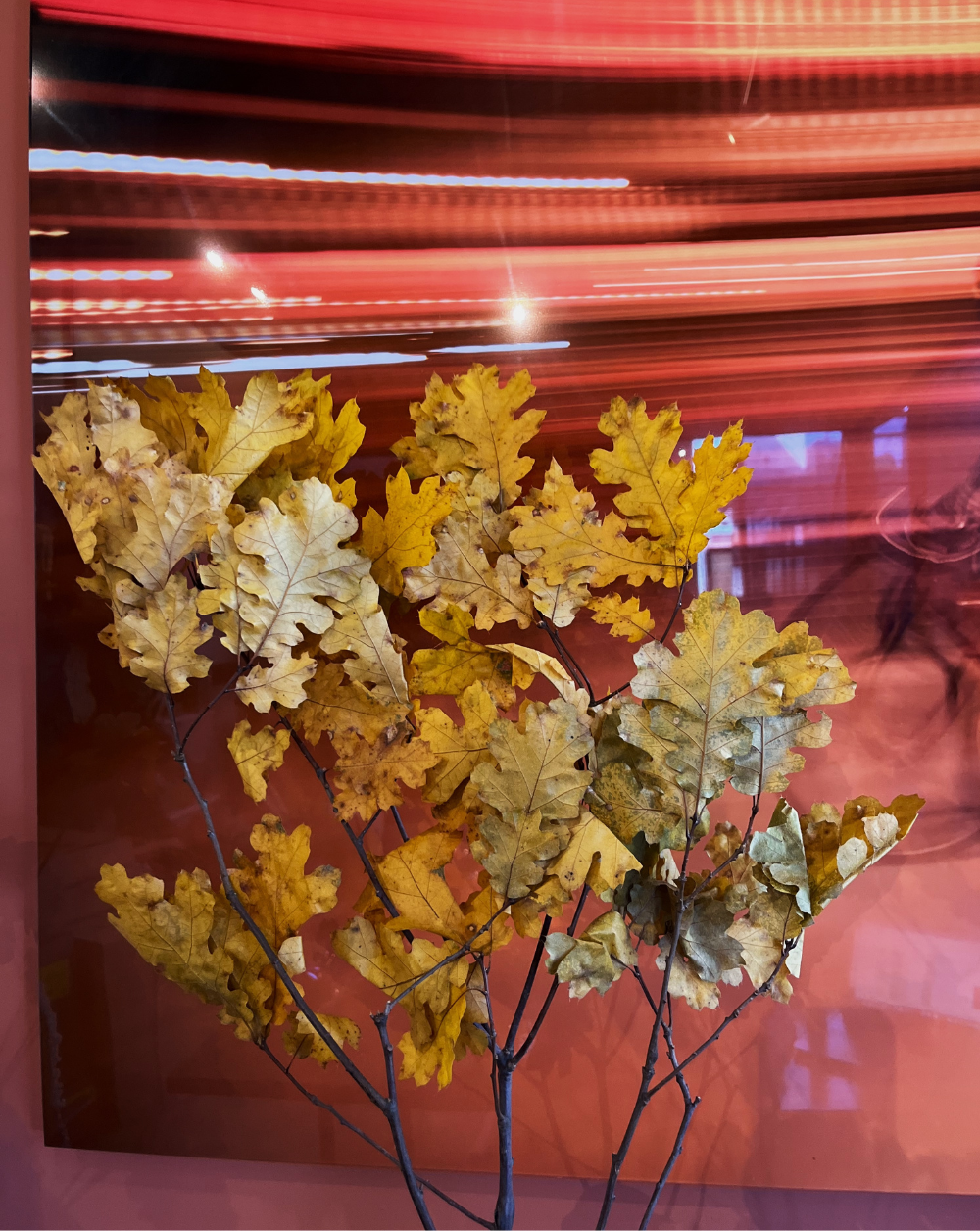 Oak Amarillo