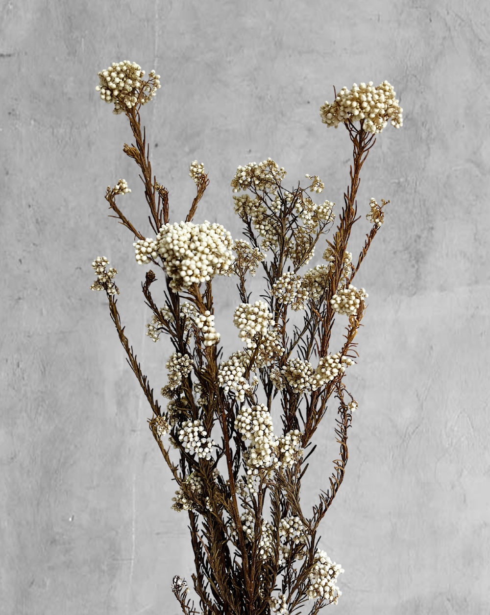 Rice Flower Blanco