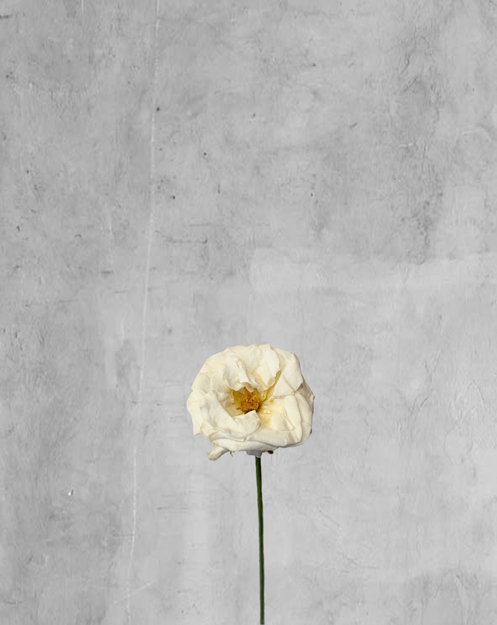 Wildflower