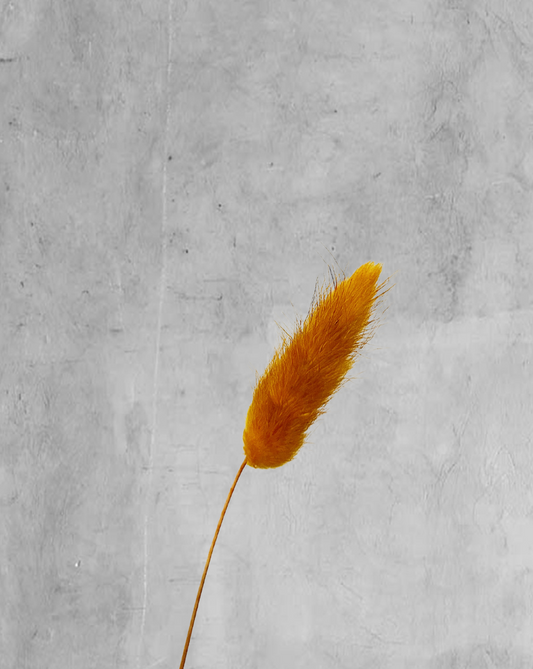 Colitas de Conejo Naranja