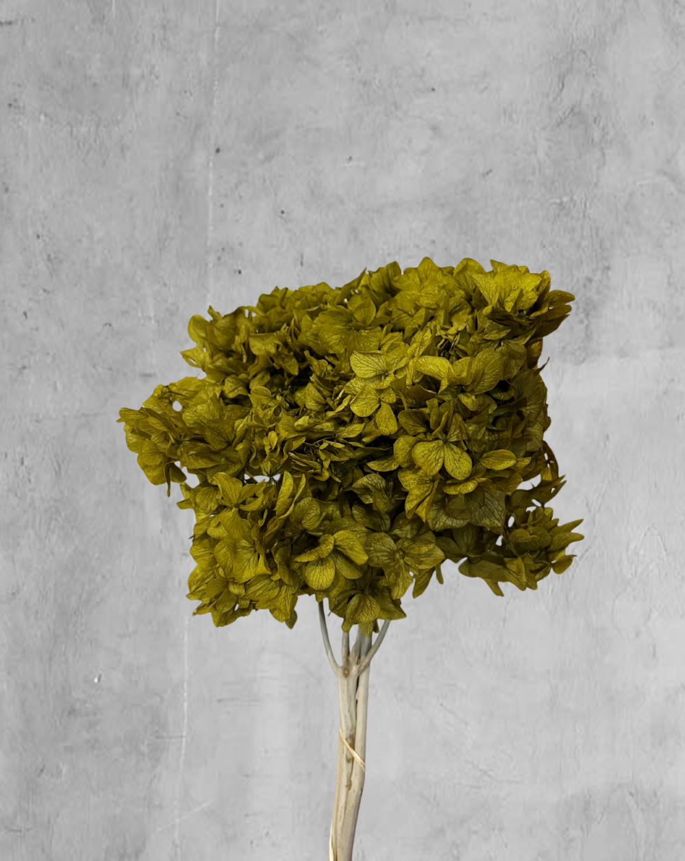 Hortensia Verde