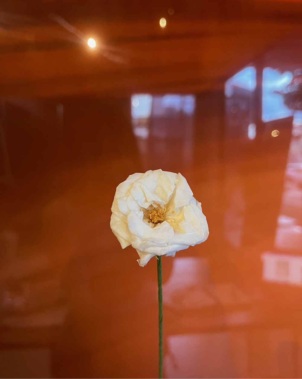 Wildflower