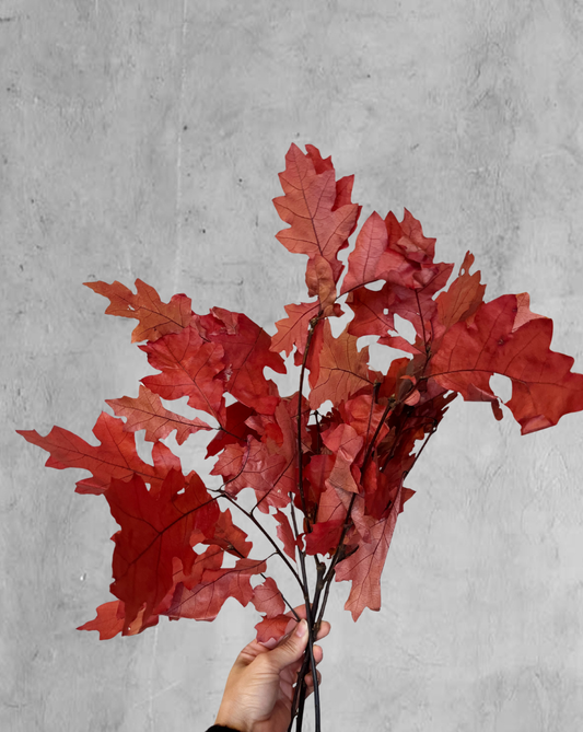 Oak Rojo