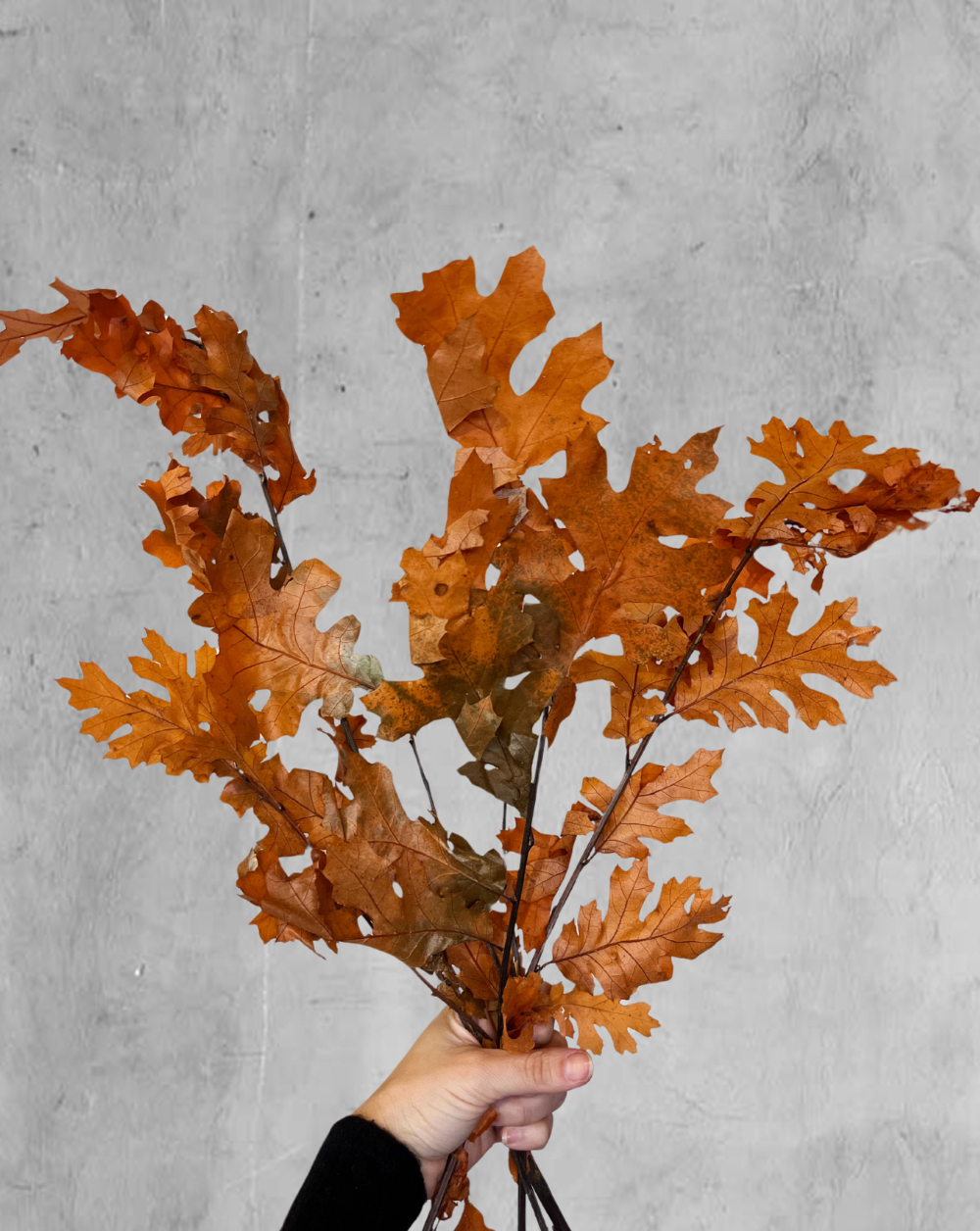 Oak Naranja