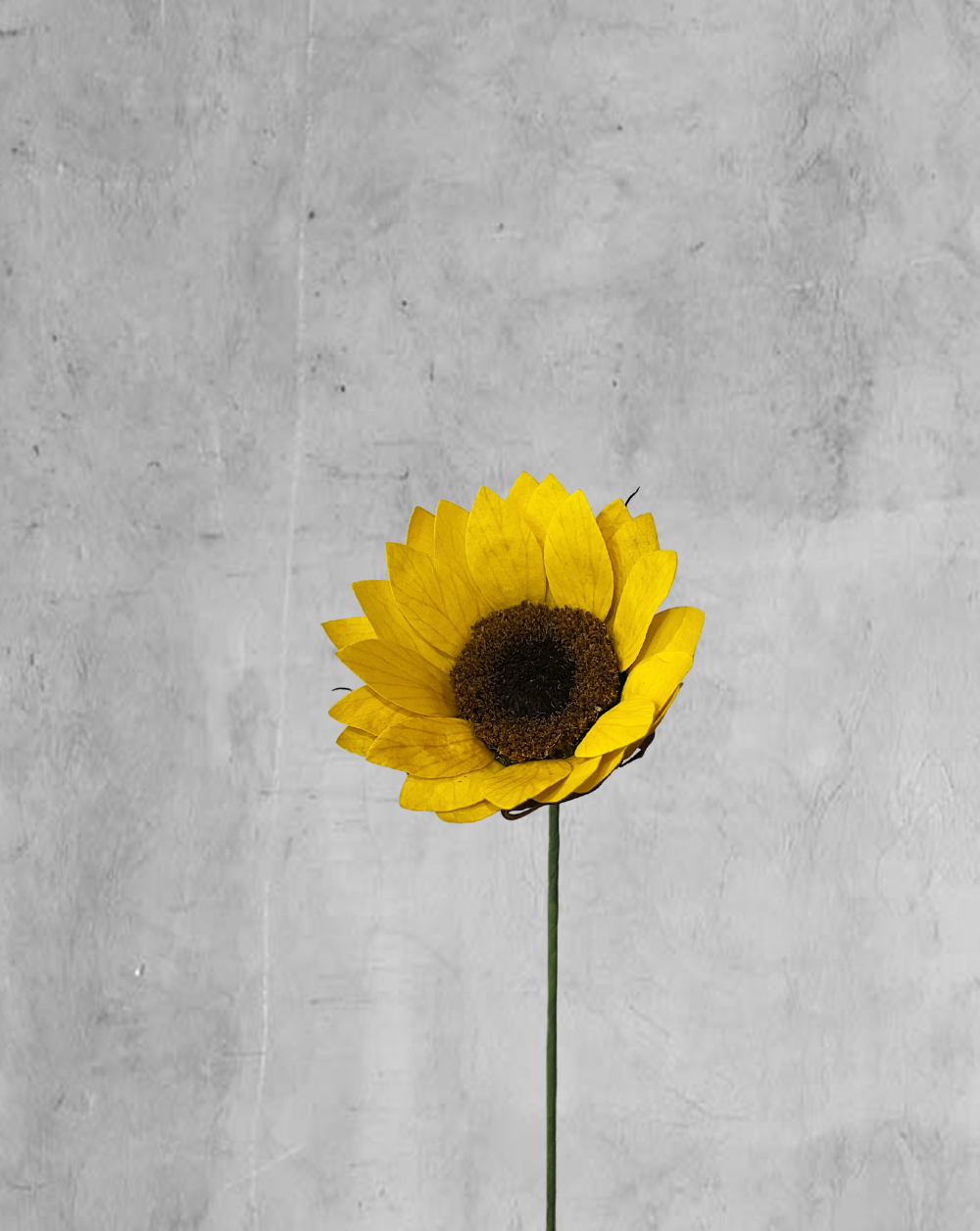 Girasol