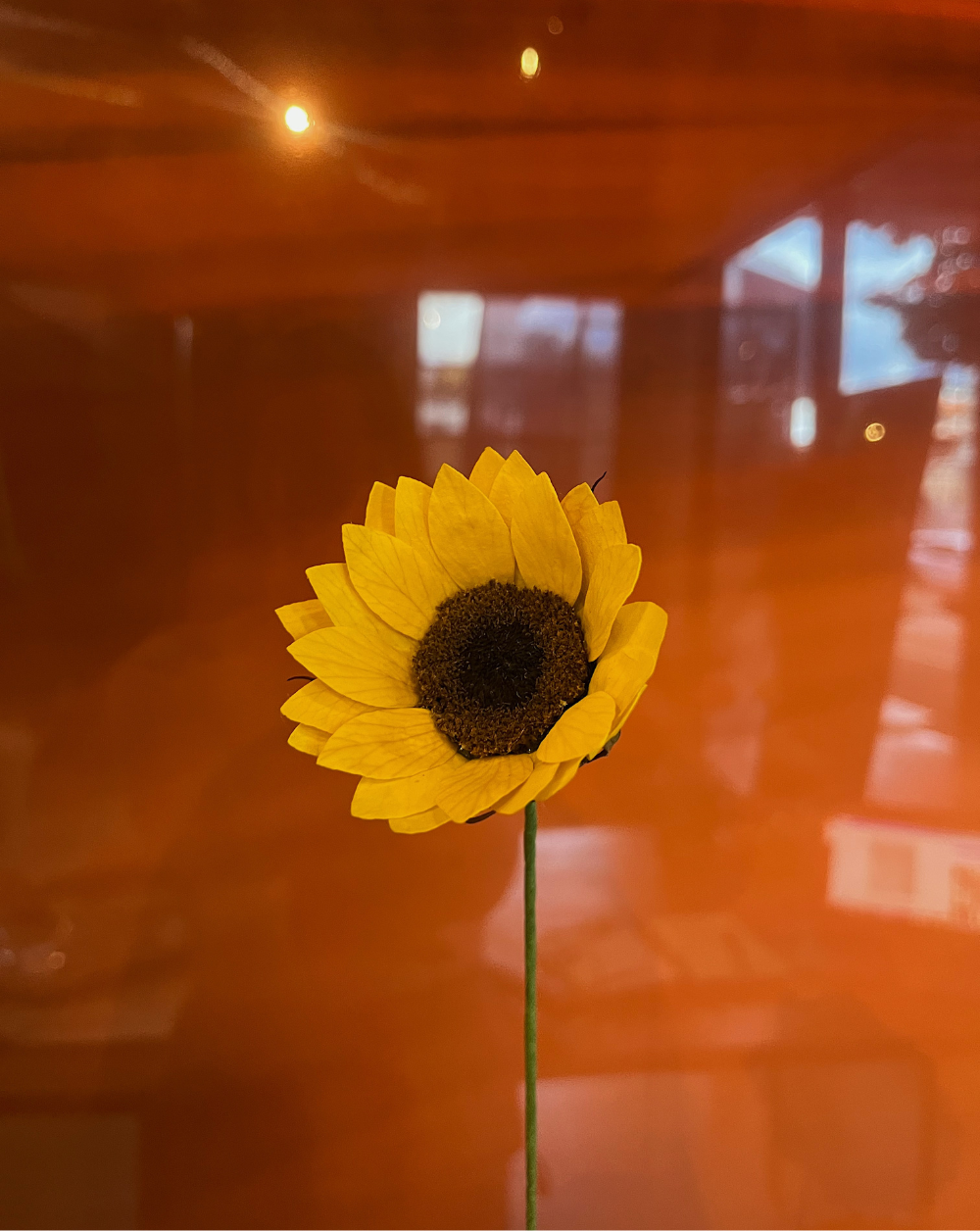 Girasol