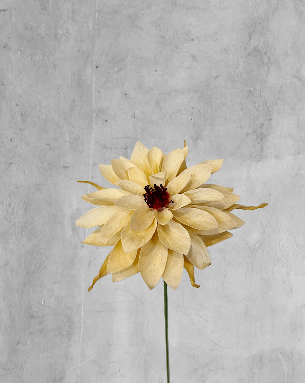 Dahlia Champagne