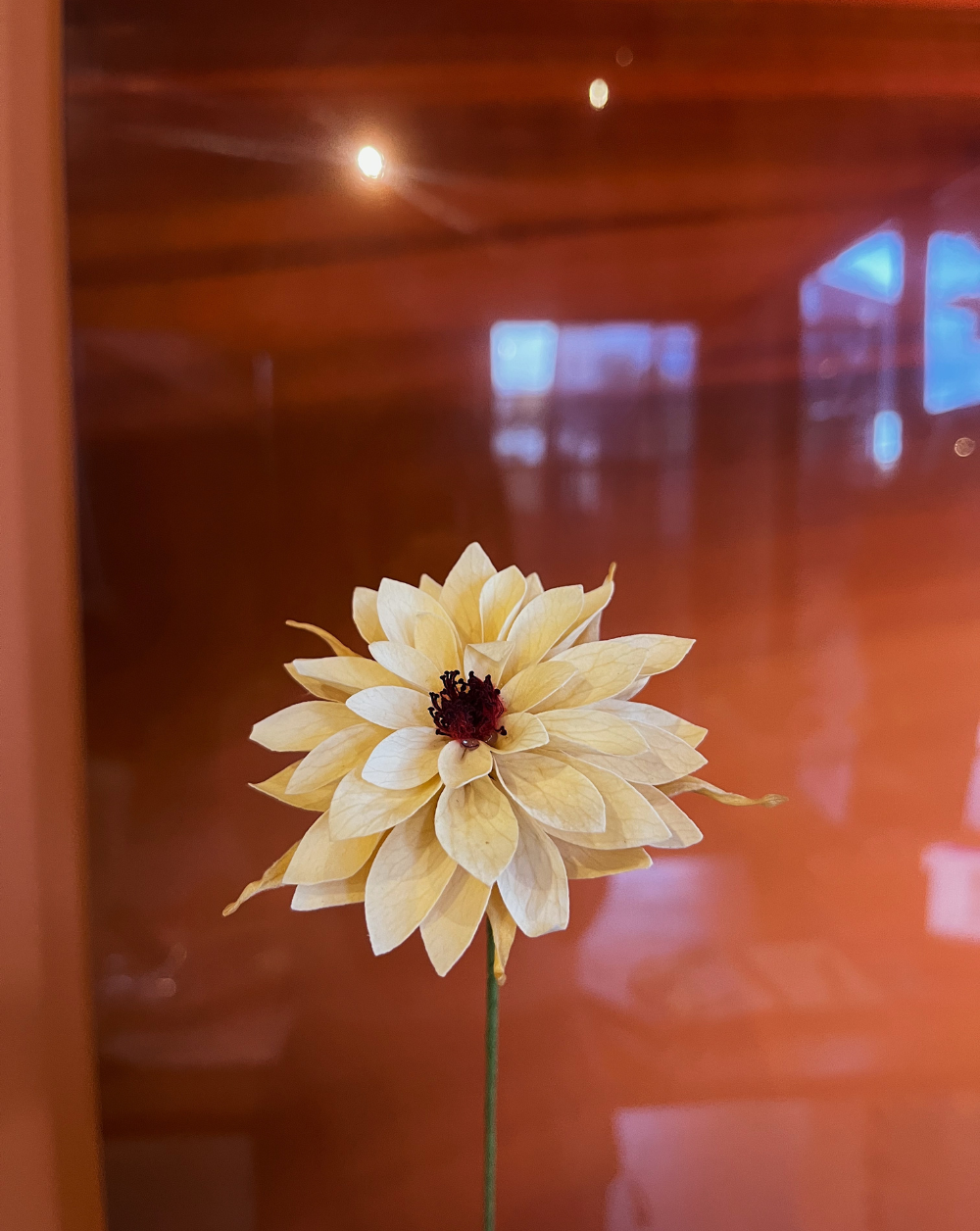 Dahlia Champagne