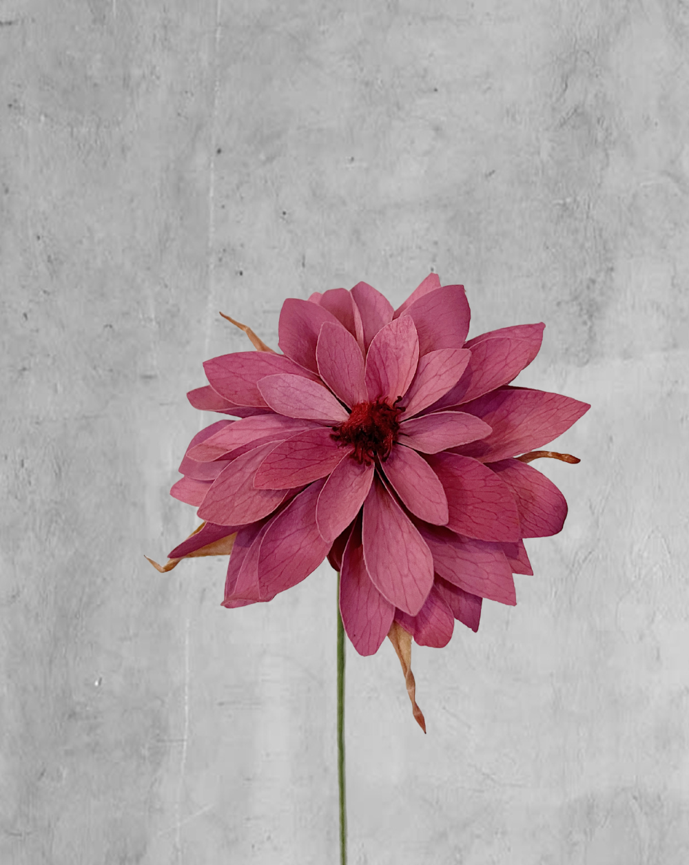 Dahlia Rosa Viejo