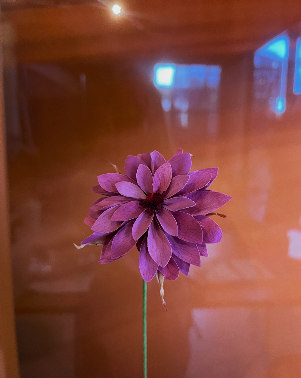 Dahlia Rosa Viejo
