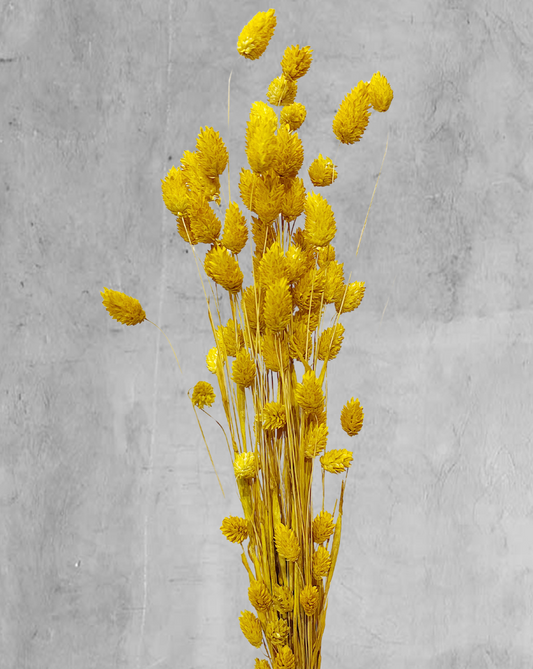 Phalaris Amarillo