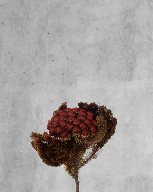 Brunia Vinotinto