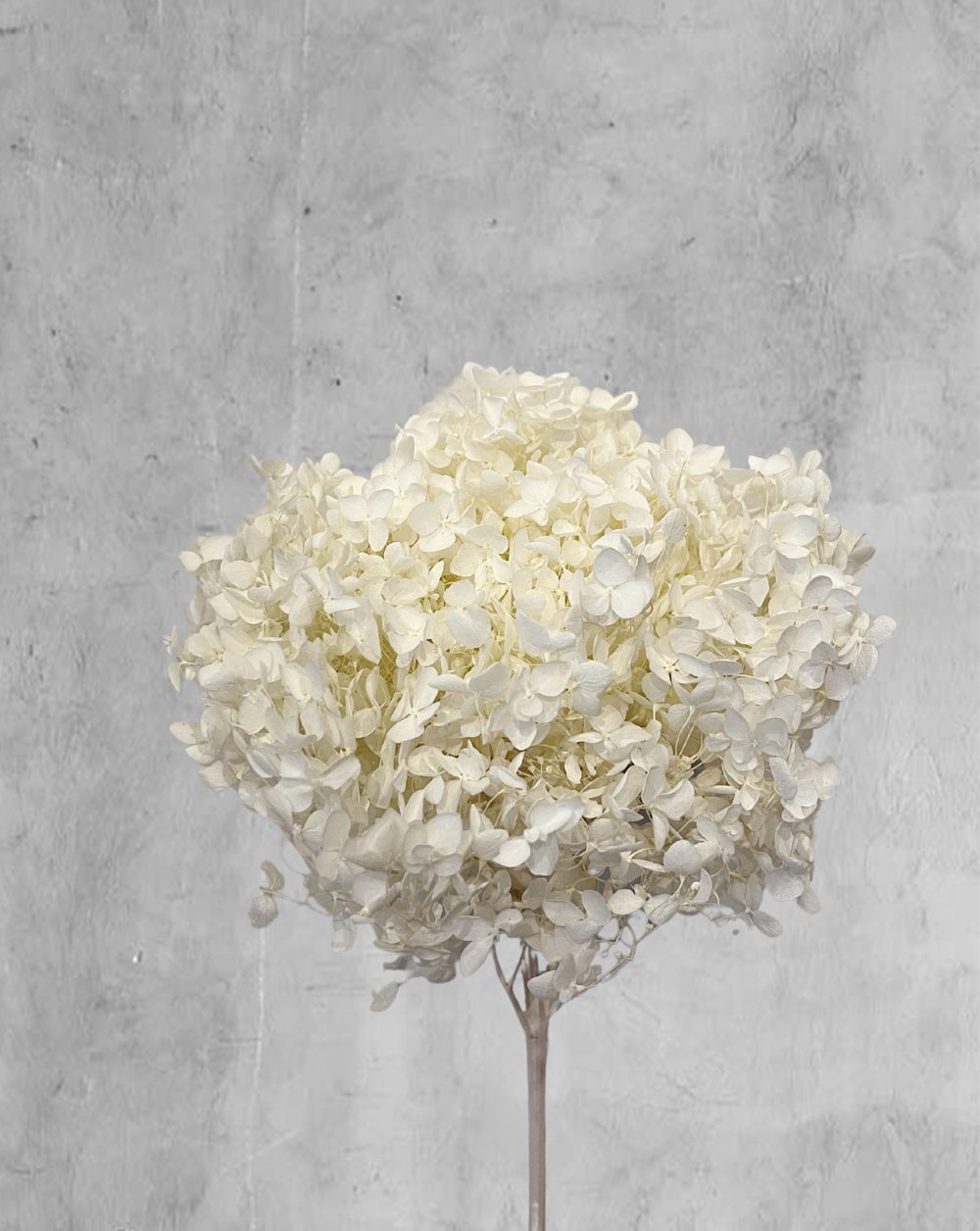 Hortensia Blanca Talla M