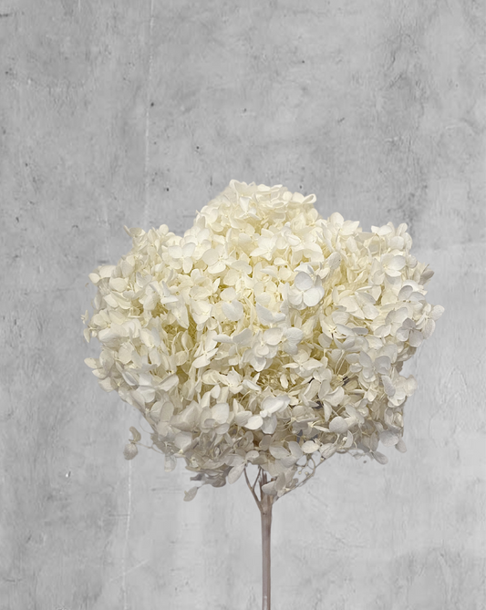 Hortensia Blanca Talla M