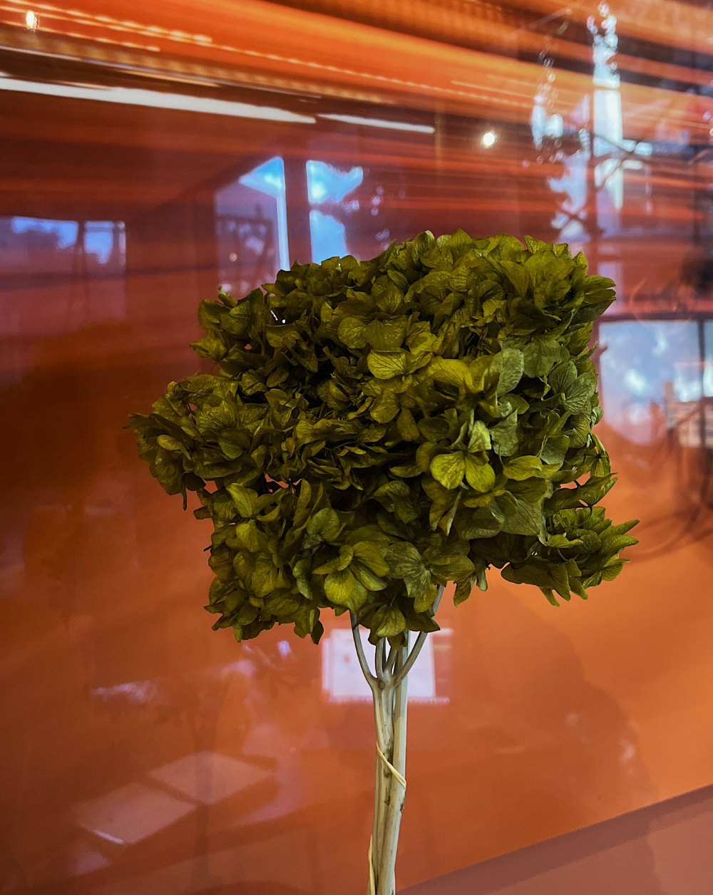 Hortensia Verde