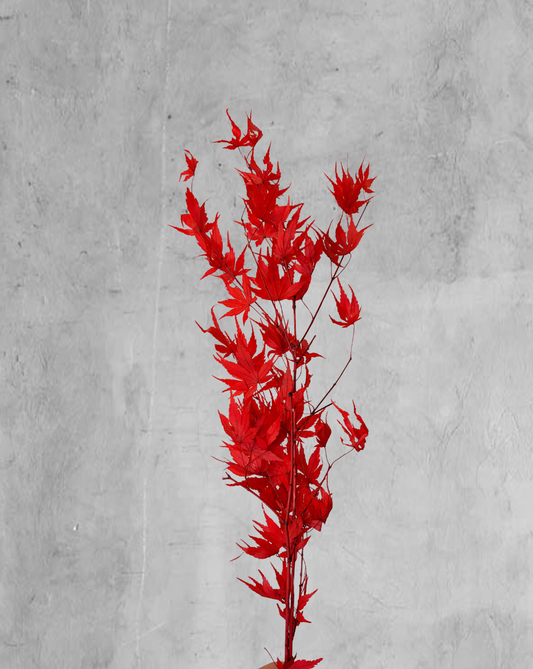Japanese Maple Roja