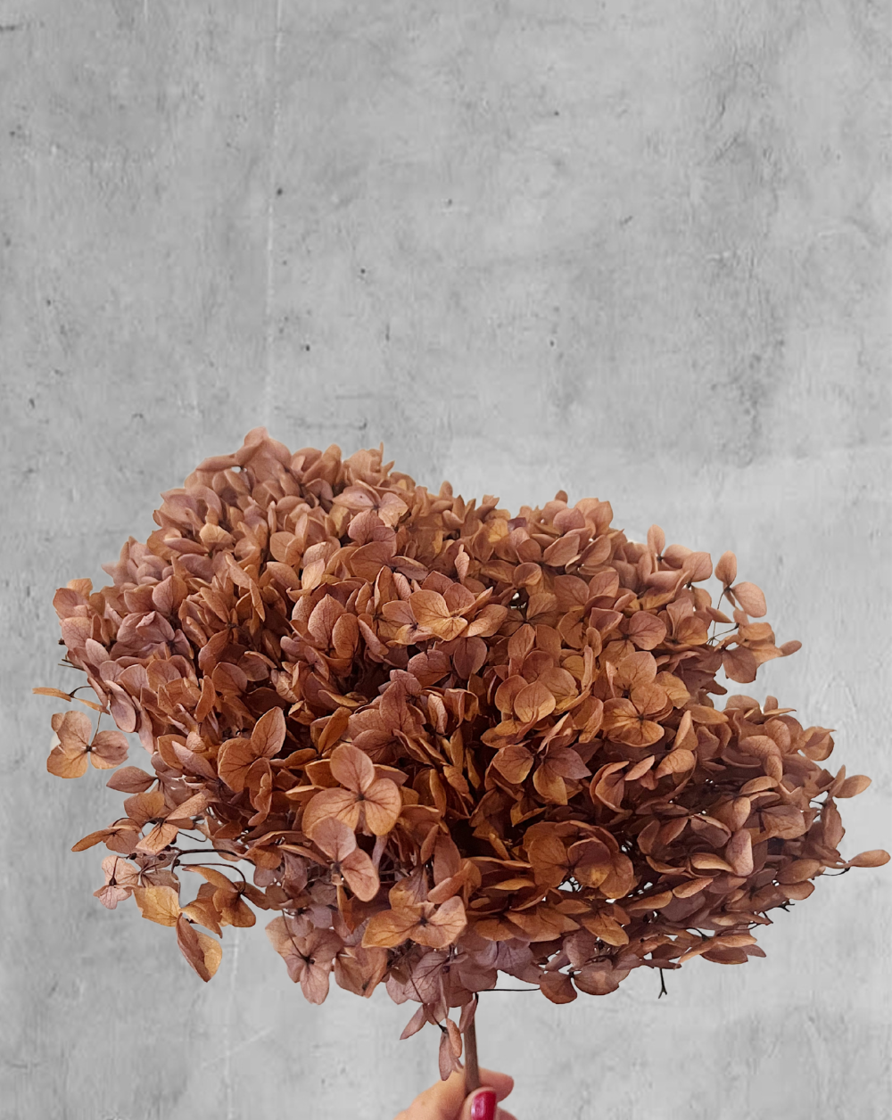 Hortensia Rosa Viejo