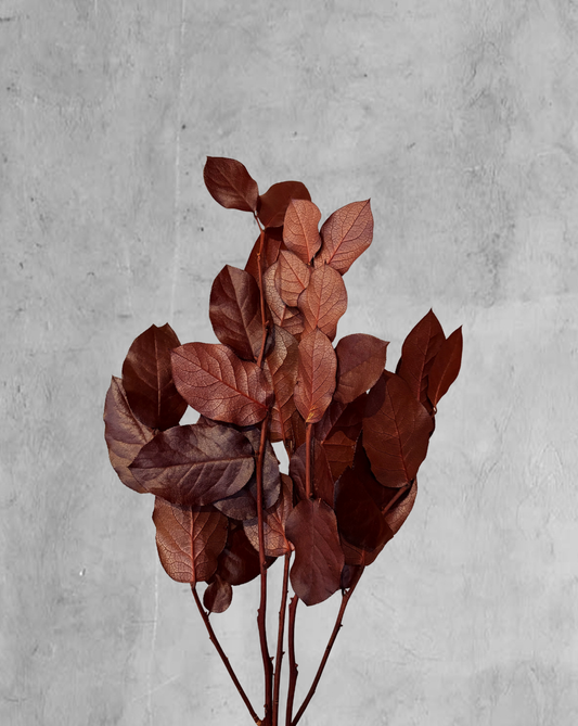 Salal Vinotinto