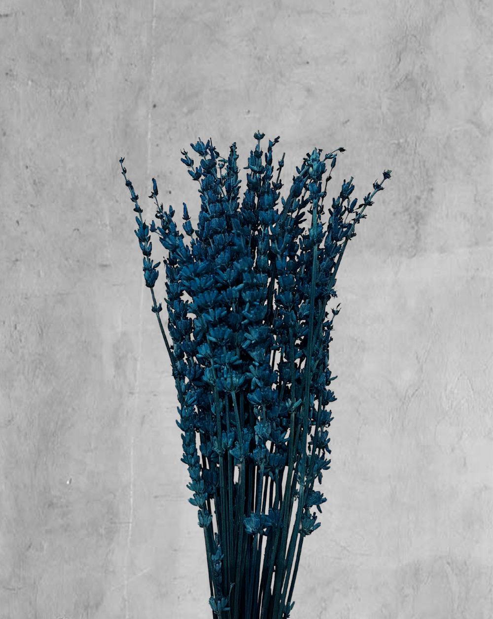 Lavanda Azul