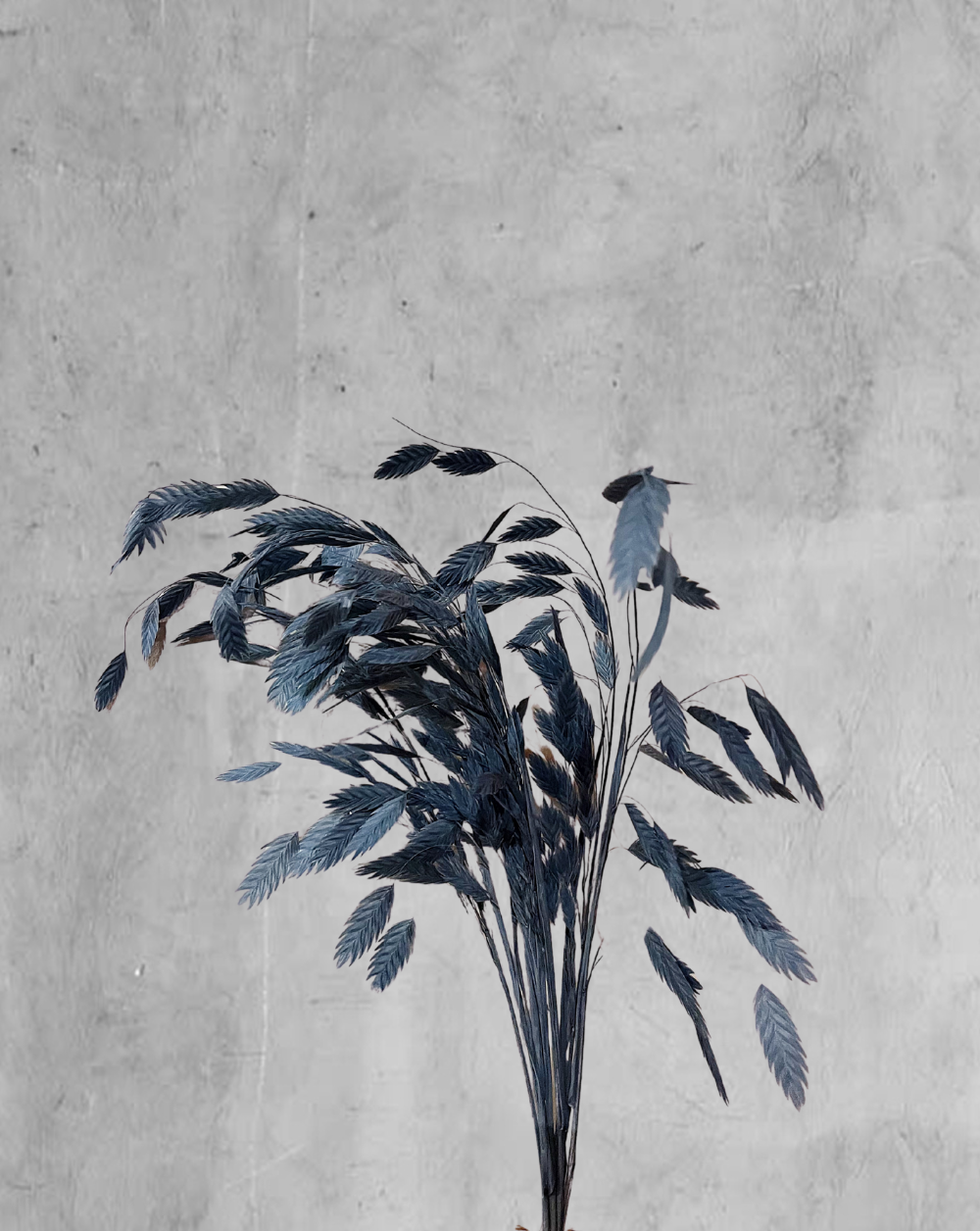 Chasmanthium azul