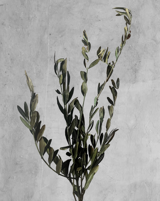 Olive Tree