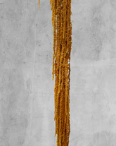 Amaranthus Colgante Mostaza