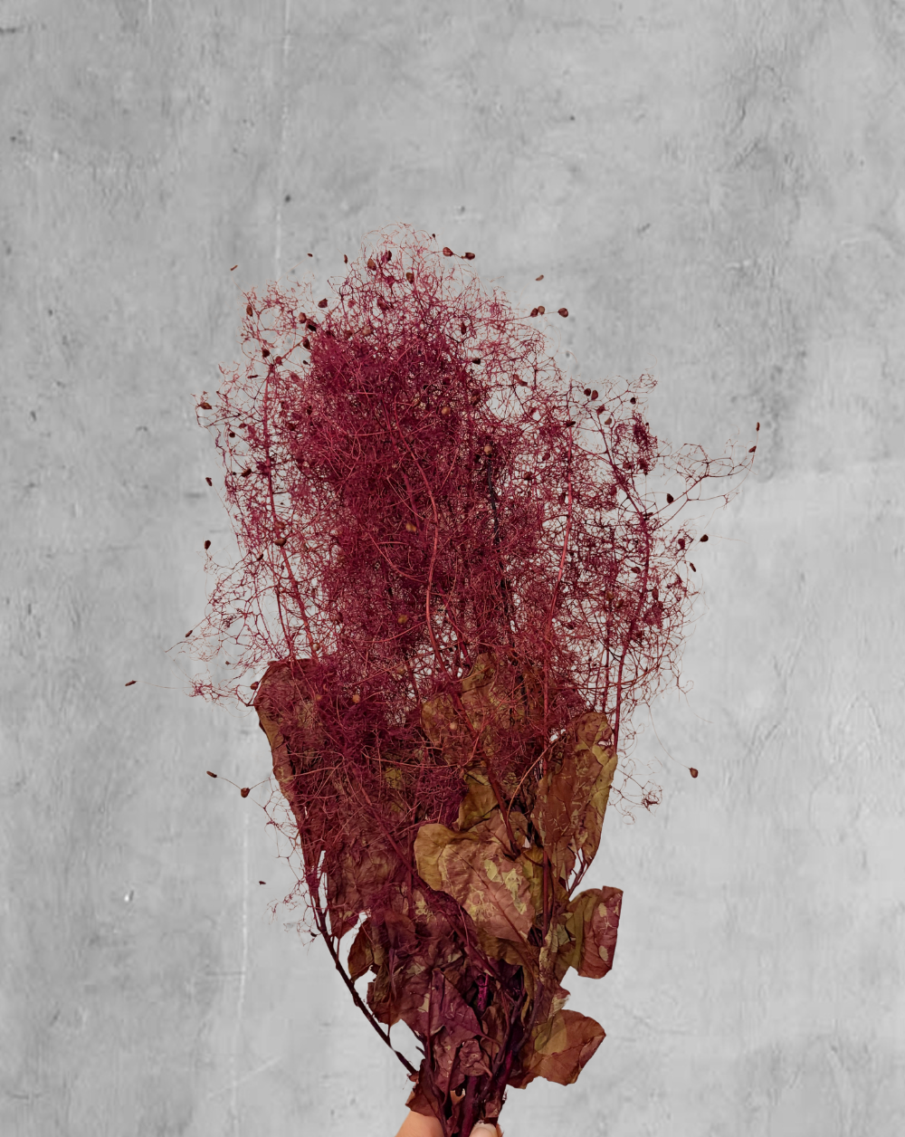 Smoke Bush Morado