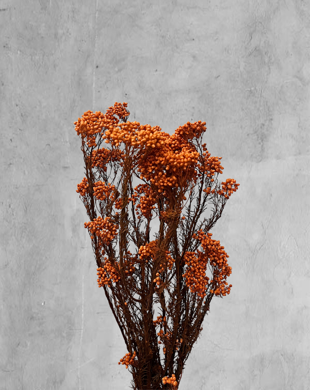 Rice Flower Naranja