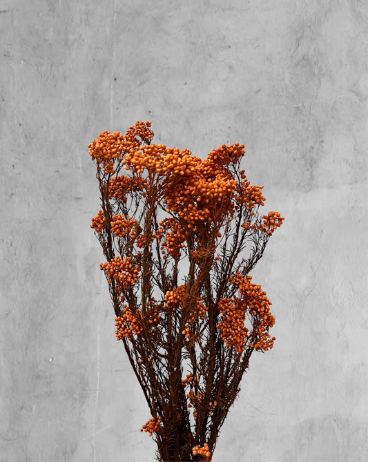 Rice Flower Naranja