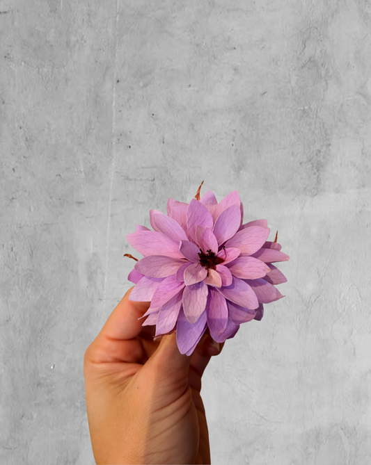 Dahlia Lavender