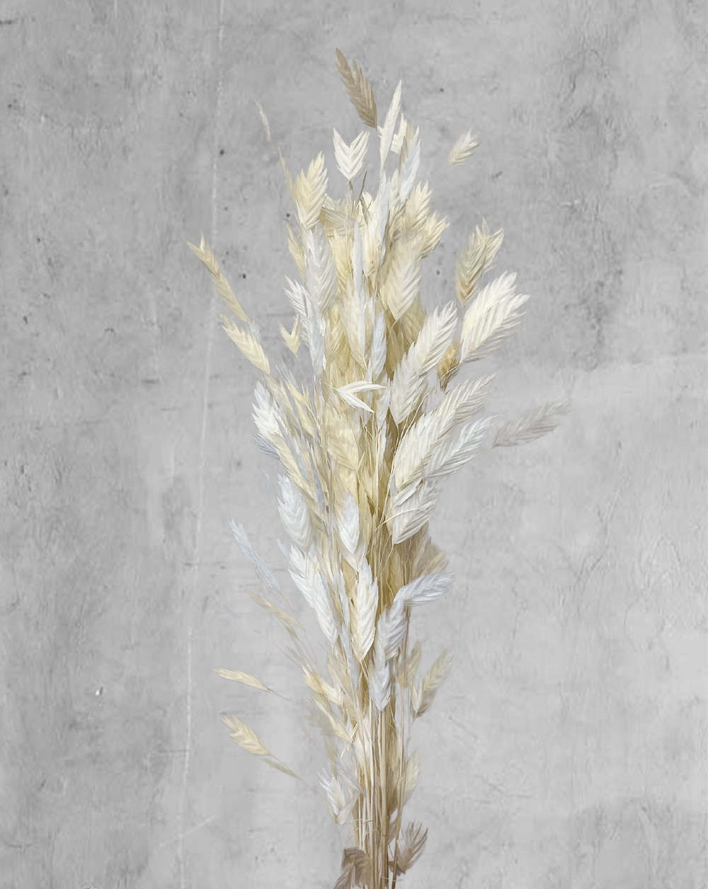 Chasmanthium Blanco