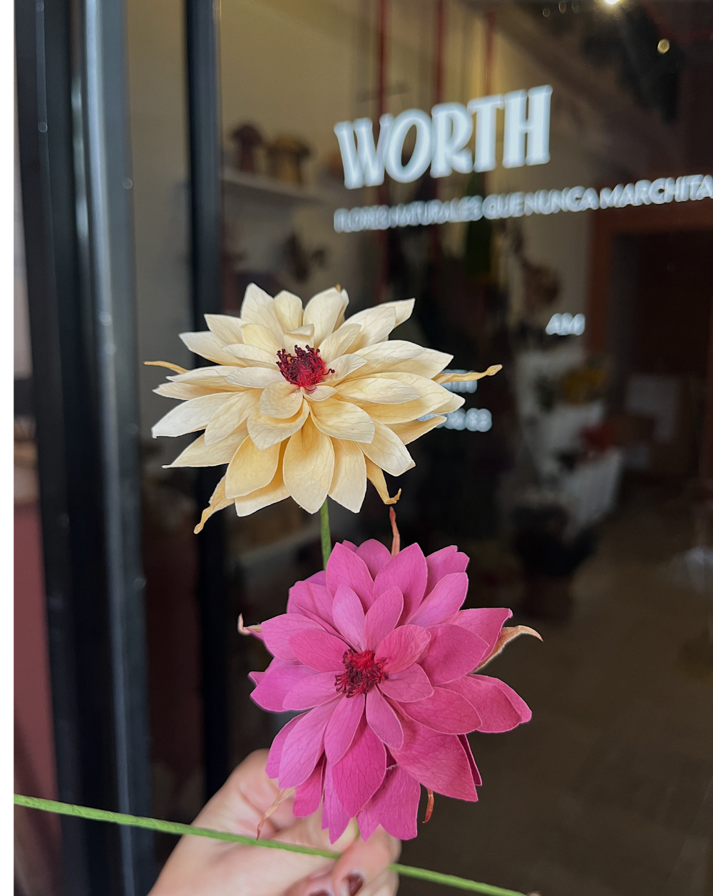Dahlia Champagne