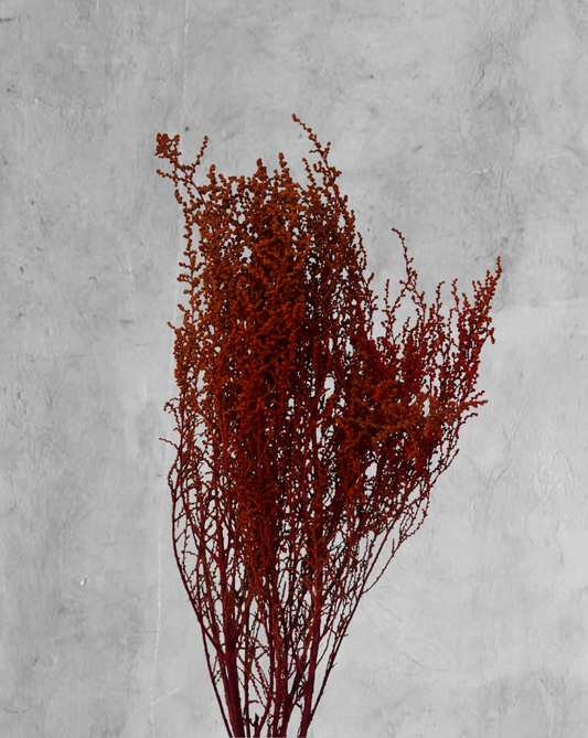 Stoebe Rojo