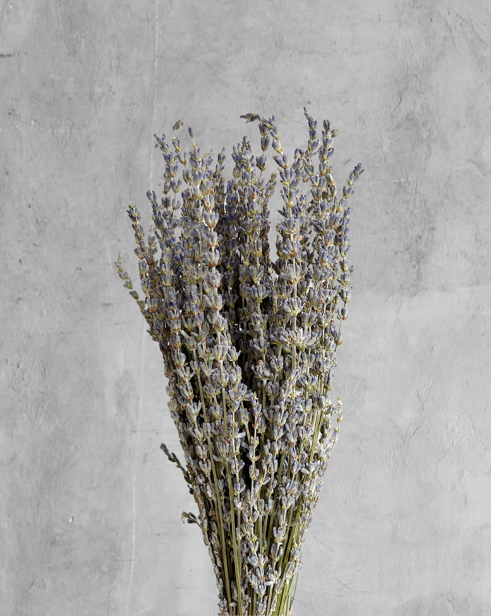 Lavanda