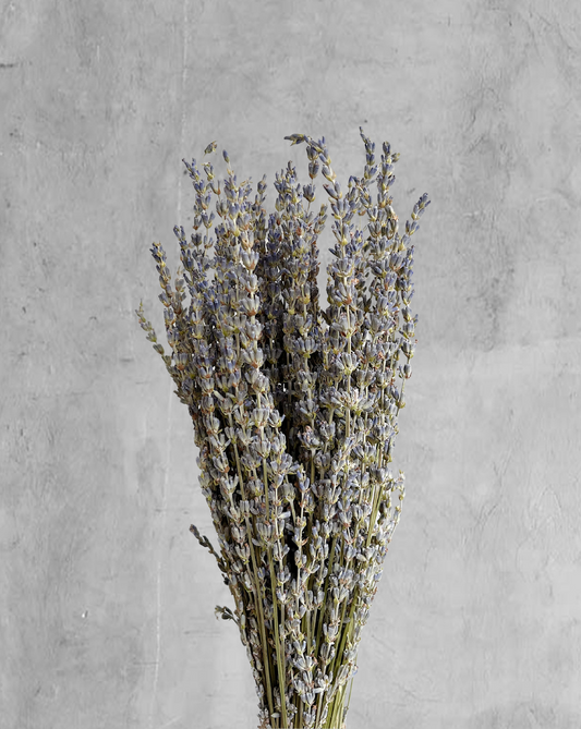 Lavanda