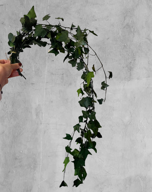 English Ivy