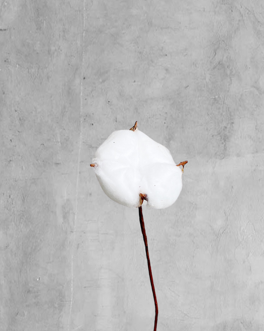 Flor de Algodón