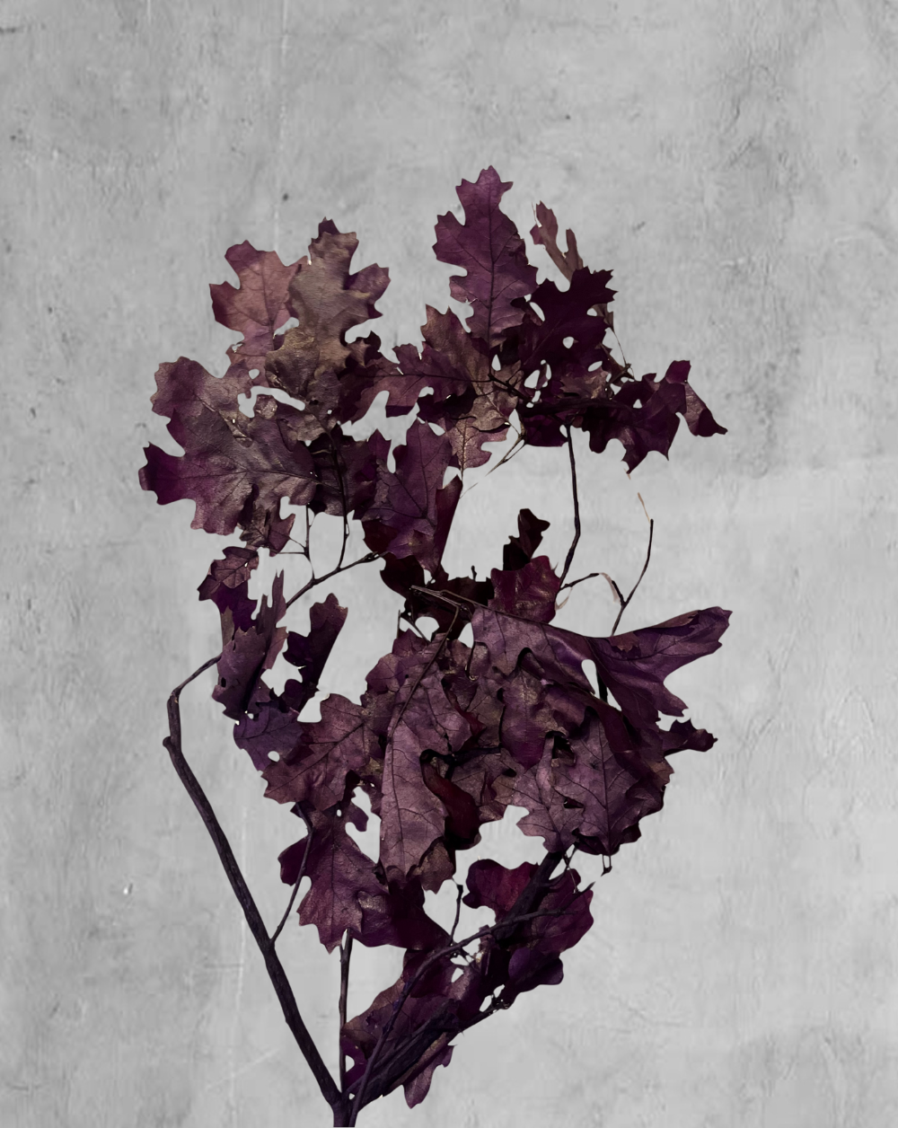 Oak Morado