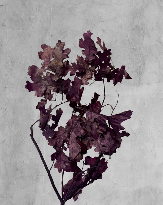 Oak Morado