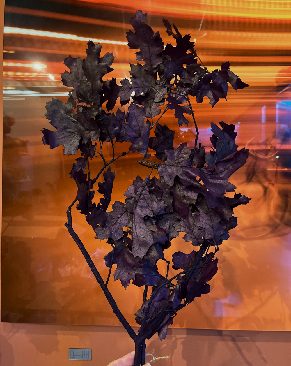 Oak Morado