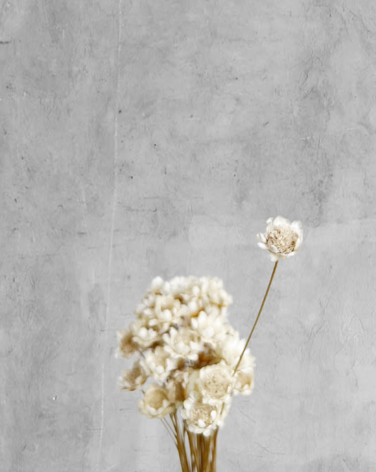 Starflower blanca