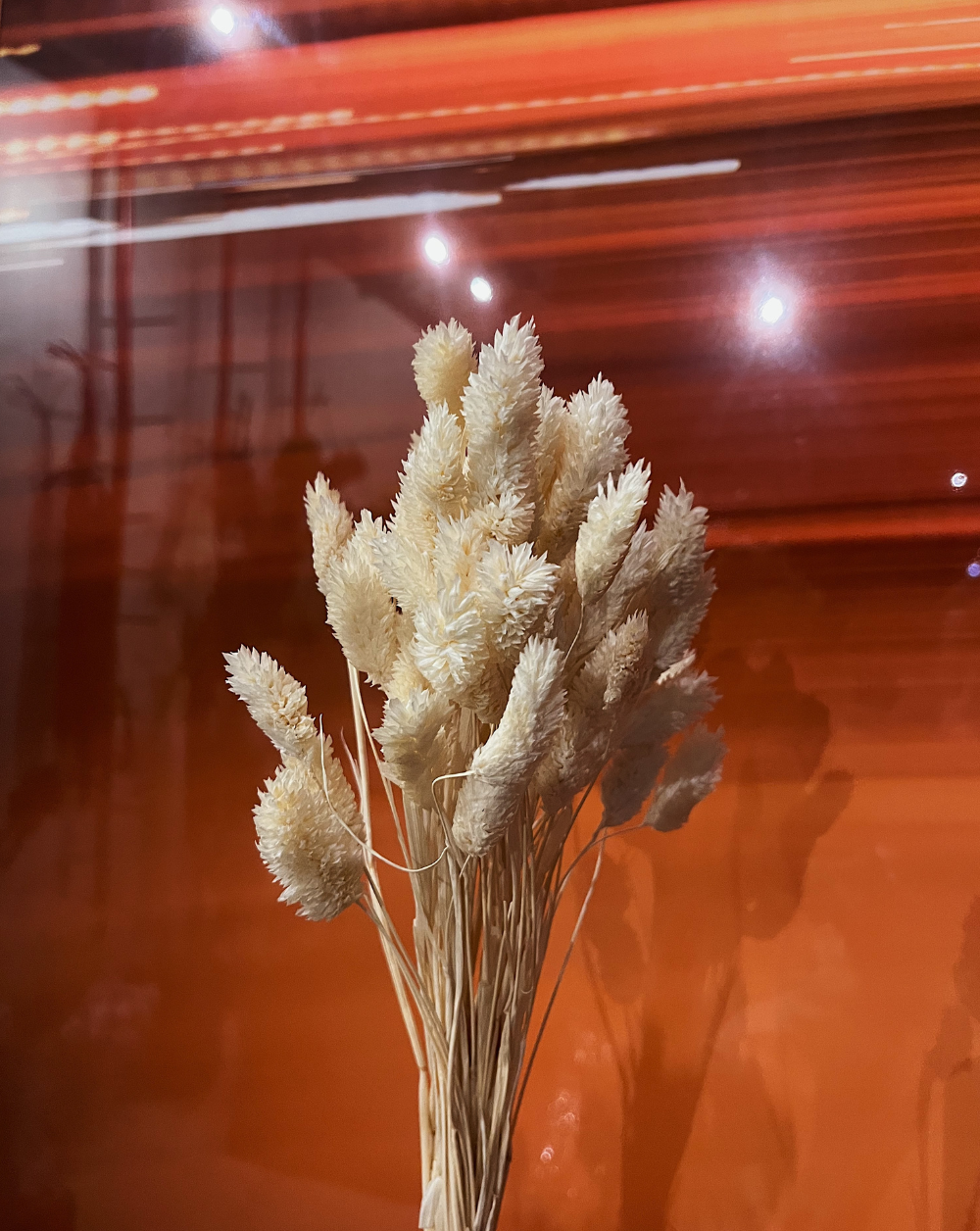 Phalaris Blanco