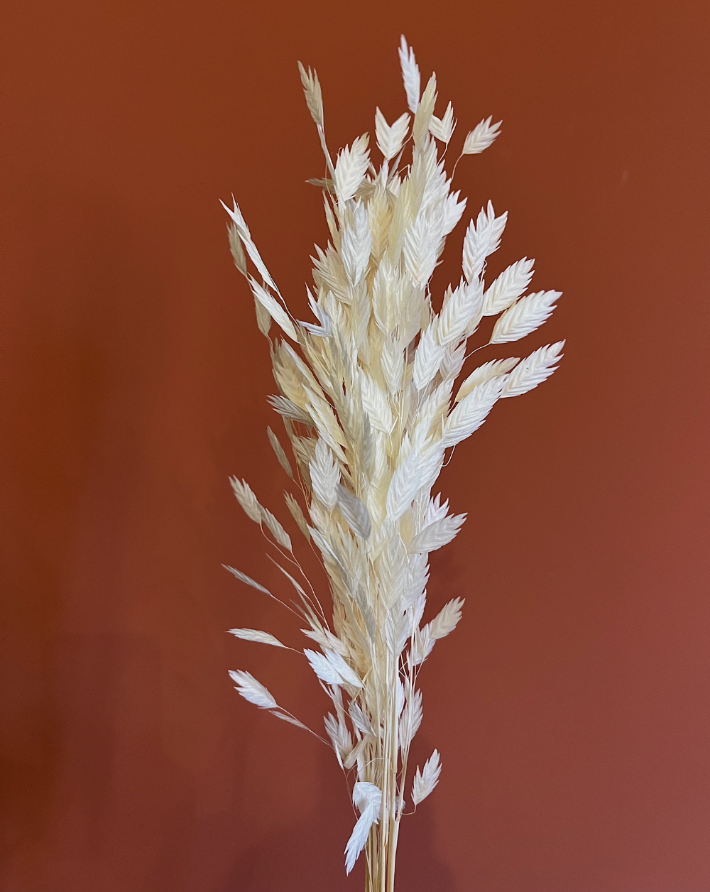 Chasmanthium Blanco