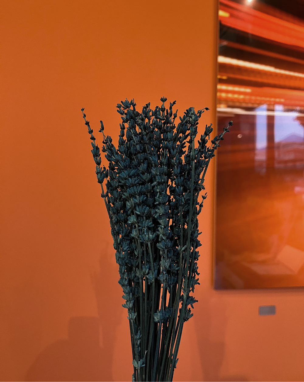 Lavanda Azul