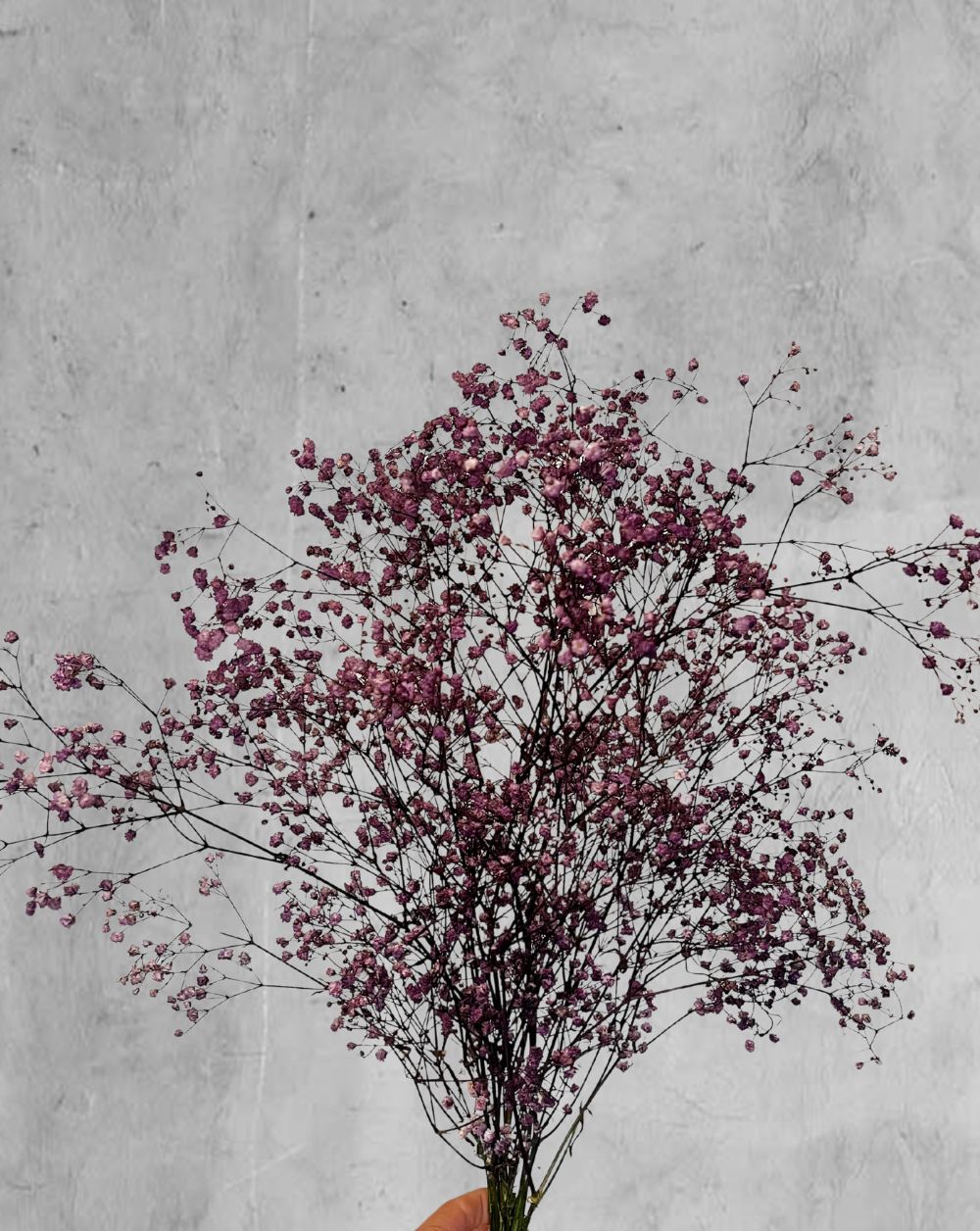 Gypsophilas Moradas