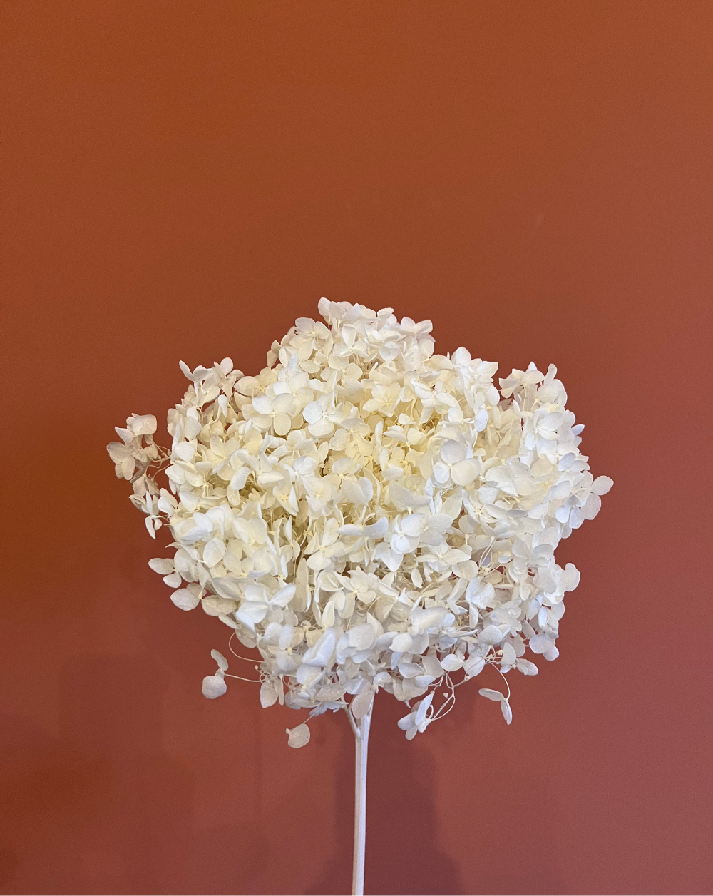 Hortensia Blanca Talla M