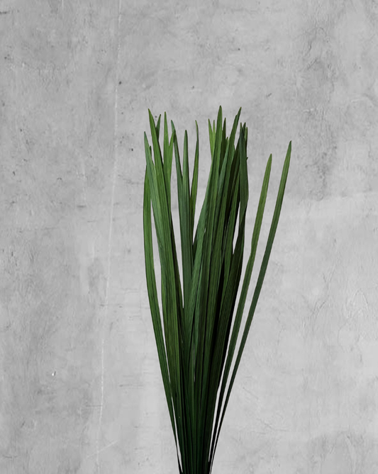Miscanthus