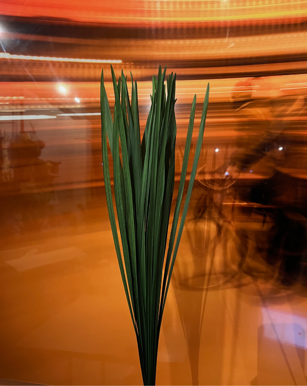 Miscanthus
