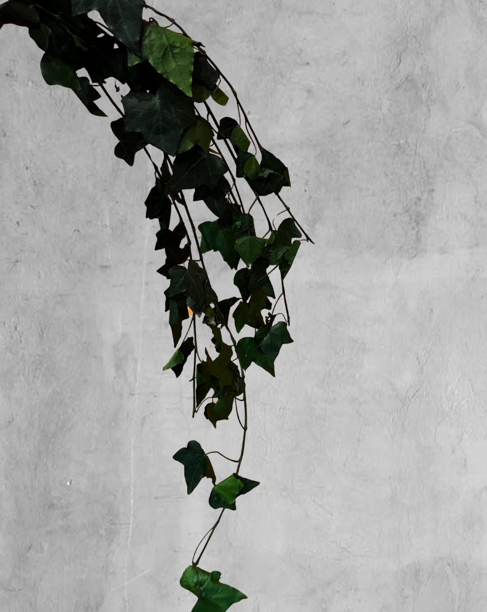 English Ivy