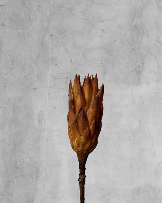 Protea Repens crema